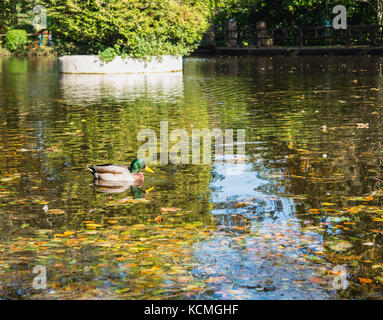 Mallard in a pond at Silverdale glen with autumn leaves floating in the water Stock Photo