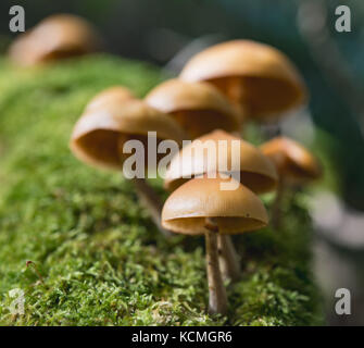 Galerina marginata or Funeral Bell fungus Stock Photo