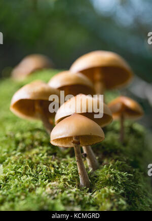 Galerina marginata or Funeral Bell fungus Stock Photo