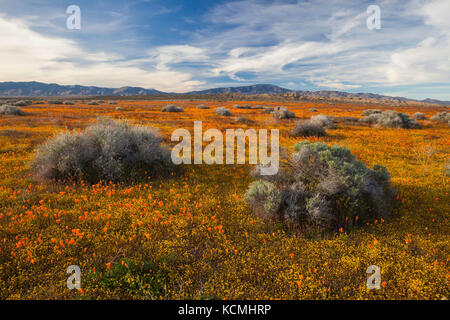 California poppies, Antelope Valley, California Stock Photo