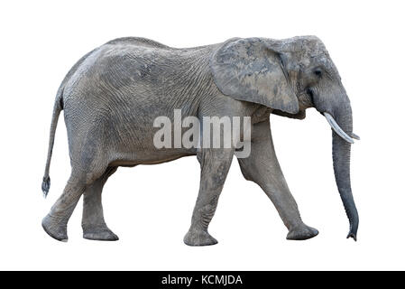 gray walking african elephant isolated on white background Stock Photo