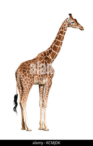 Giraffa camelopardalis isolated on white background Stock Photo