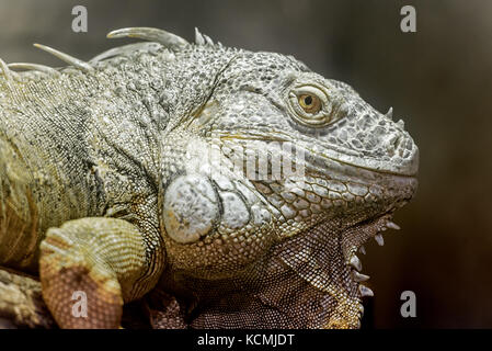 close view ofa big  american green iguana's head Stock Photo