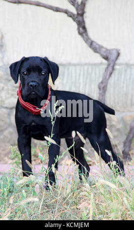 small black puppy cane corso with red collar. photo. Stock Photo