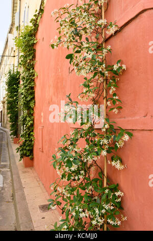 Star jasmine (Trachelospermum jasminoides) Stock Photo