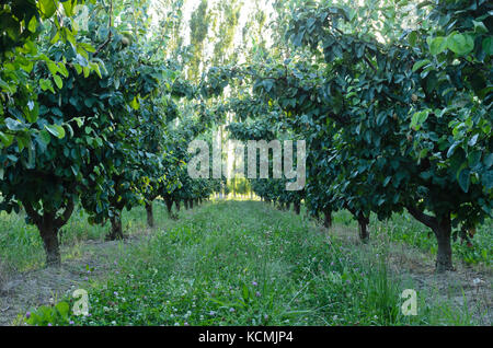 Orchard, Provence, France Stock Photo