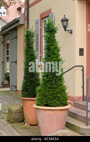 Common yew (Taxus baccata) in flower tubs Stock Photo
