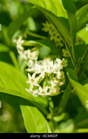 Night-blooming jasmine (Cestrum nocturnum syn. Cestrum suberosum) Stock Photo