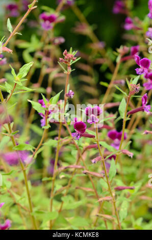 Clammy cuphea (Cuphea viscosissima) Stock Photo