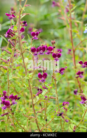 Clammy cuphea (Cuphea viscosissima) Stock Photo