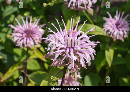 Wild bergamot (Monarda fistulosa) Stock Photo