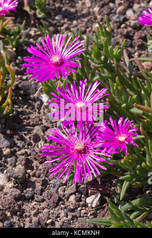 Hardy ice plant (Delosperma cooperi) Stock Photo