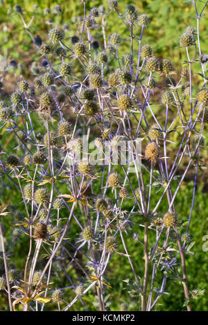 Amethyst eryngo (Eryngium amethystinum) Stock Photo