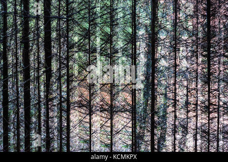 Color multiple exposure abstract artful image of trees in a forest, surreal natural outdoor pattern Stock Photo
