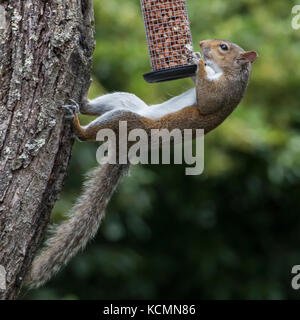 Cheeky thief caught in the act. An agile Grey Squirrel stealing the bird's peanuts from a garden feeder. It hangs on & balances from a near by tree Stock Photo