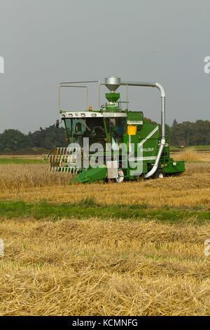 Harvesting grain as part of Rothamsted Experimental station efficiency experiments Stock Photo