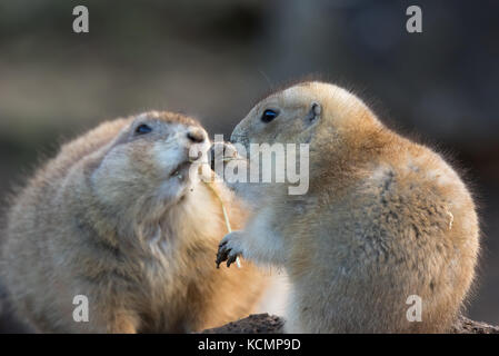Two cute, close black-tailed prairie dogs (Cynomys) outdoors at Cotswold Wildlife Park, UK, sharing a twig together in winter sunshine. Stock Photo