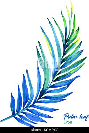 Hand painted watercolor betel palm. Vector botanical illustration of areca catechu leaf, isolated on white background. Element for your design. Stock Vector