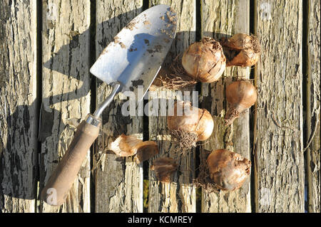 An image of a garden trowel with a wooden handle on a painted wooden table next to a handful of Daffodil garden bulbs ready for planting in the Autumn Stock Photo
