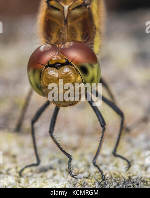 Close up of female Common Darter Dragonfly (Sympetrum striolatum) on tree stump. Tipperary, Ireland
