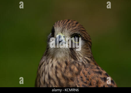 Kestrel. Falco tinnunculus. Closeup portrait of captive juvenile female.  Powys. Wales Stock Photo