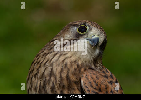 Kestrel. Falco tinnunculus. Closeup portrait of captive  juvenile female.  Powys. Wales Stock Photo