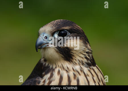 Peregrine. Falco peregrinus. Closeup portrait of single captive juvenile male. Powys. Wales Stock Photo
