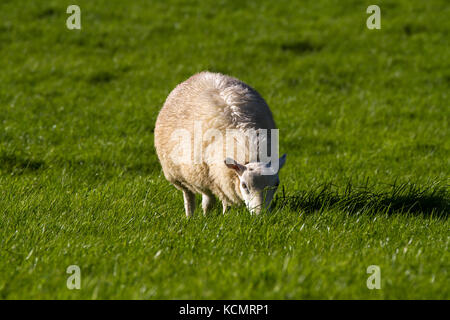 Sheep. Single adult grazing. Powys. Wales Stock Photo