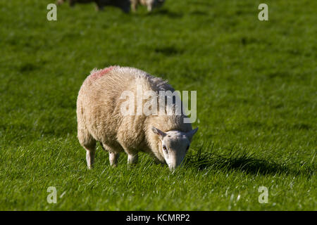 Sheep. Single adult grazing. Powys. Wales Stock Photo