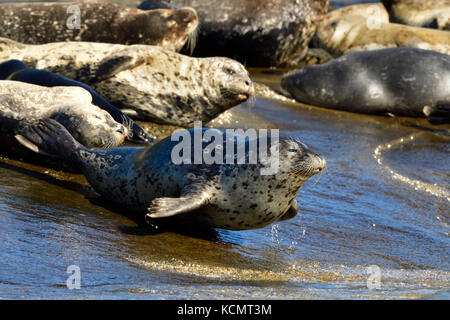 A wild harbor seal moving toward the water on a secluded island in the Strait of Georgia near Vancouver Island British Columbia, Canada. Stock Photo