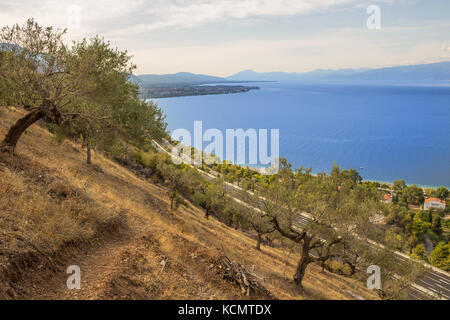 a field full of olive trees on a cliff during the harvestin period with the ocean on the background Stock Photo