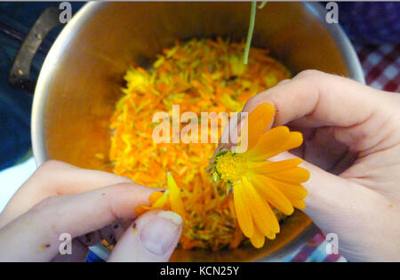 Home made Calendula creme from the flower garden Stock Photo