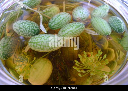 Melothria scabra, mouse melon a sweet delicious vegetable Stock Photo