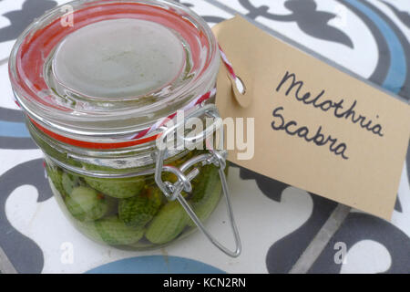 Melothria scabra, mouse melon a sweet delicious vegetable Stock Photo