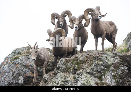 Male Bighorn Sheep, Ovis canadensis, Central Montana, USA Stock Photo