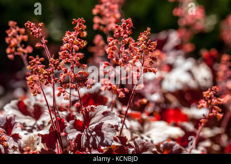 Coral Bells Flowers Heuchera 'Cherry Cola' Stock Photo