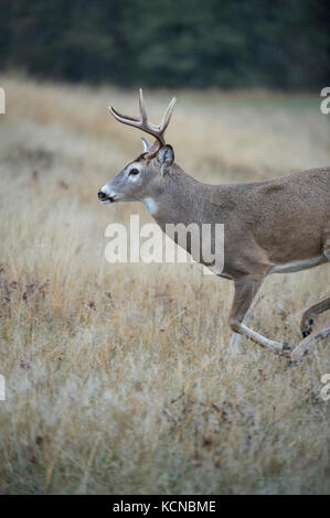 Male Whitetail Deer, Odocoileus virginianus, Central Montana, USA Stock Photo