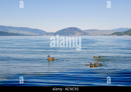 Mother duck leads her babies along Okanagan Lake near Vernon in the Okanagan region of British Columbia, Canada Stock Photo