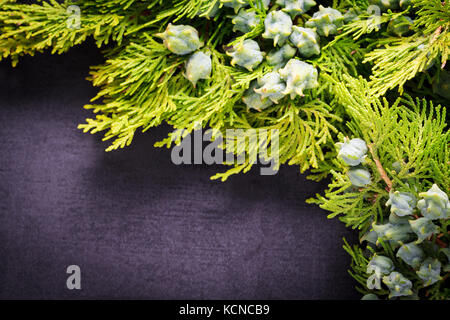 Green juniper twig with green cones lay on black slate. Stock Photo