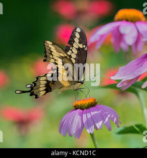 Giant Swallowtail butterfly, Papilio cresphontes, on a purple cone flower, north eastern Ontario, Canada Stock Photo