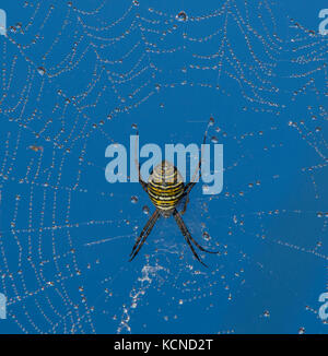 Orb weaver On dew drops North Bay region, Canada Stock Photo
