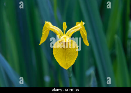 Closeup of a yellow flag iris flower in Isabella Plantation, a woodland garden in Richmond Park in south west London Stock Photo