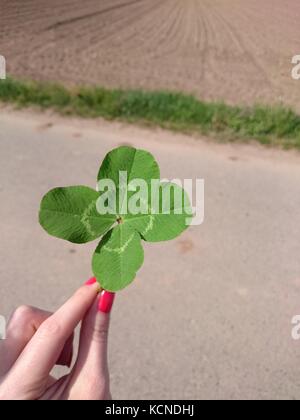 Four leader clover in a woman hand Stock Photo