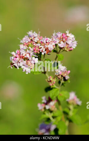 Majoram, North Rhine-Westphalia, Germany / (Origanum vulgare) | Oregano, Nordrhein-Westfalen, Deutschland Stock Photo