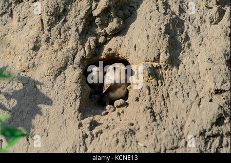 Young Sand Martins looking out of nest hole, North Rhine-Westphalia, Germany / (Riparia riparia) | Uferschwalbe, Jungvoegel schauen aus Brutroehre Stock Photo