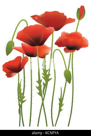 red poppy flowers, vector illustration Stock Vector