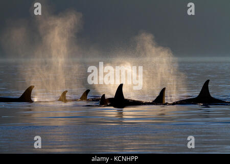 Northern resident killer whale group in Johnstone Strait, British Columbia, Canada Stock Photo
