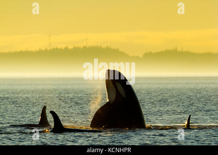Northern Resident Killer whales playing and spyhopping in front of Alert Bay, Cormorant Island, British Columbia, Canada. Orcinus orca