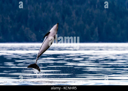 Pacific White Sided Dolphin, Lagenorhynchus obliquidens jumping in Broughton Archipelago Provincial park, British Columbia, Canada Stock Photo