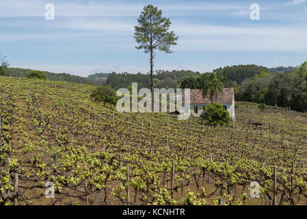 vineyards of Vale dos Vinhedos, Grande do Sul, Brazil Stock Photo